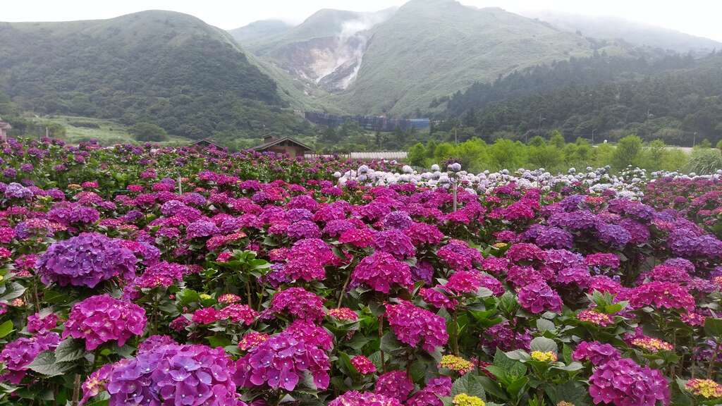 جشن گل‌های کایلاس (Kailash Flower Festival) – نپال